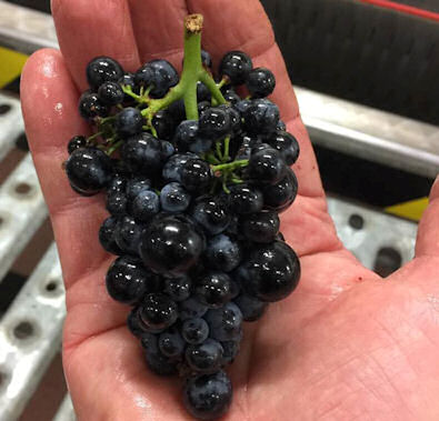 Gambal Charmes 2016 Grapes